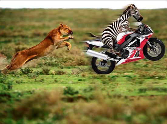 zebra